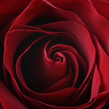 Ruby Reign - Signature – House of Sillage